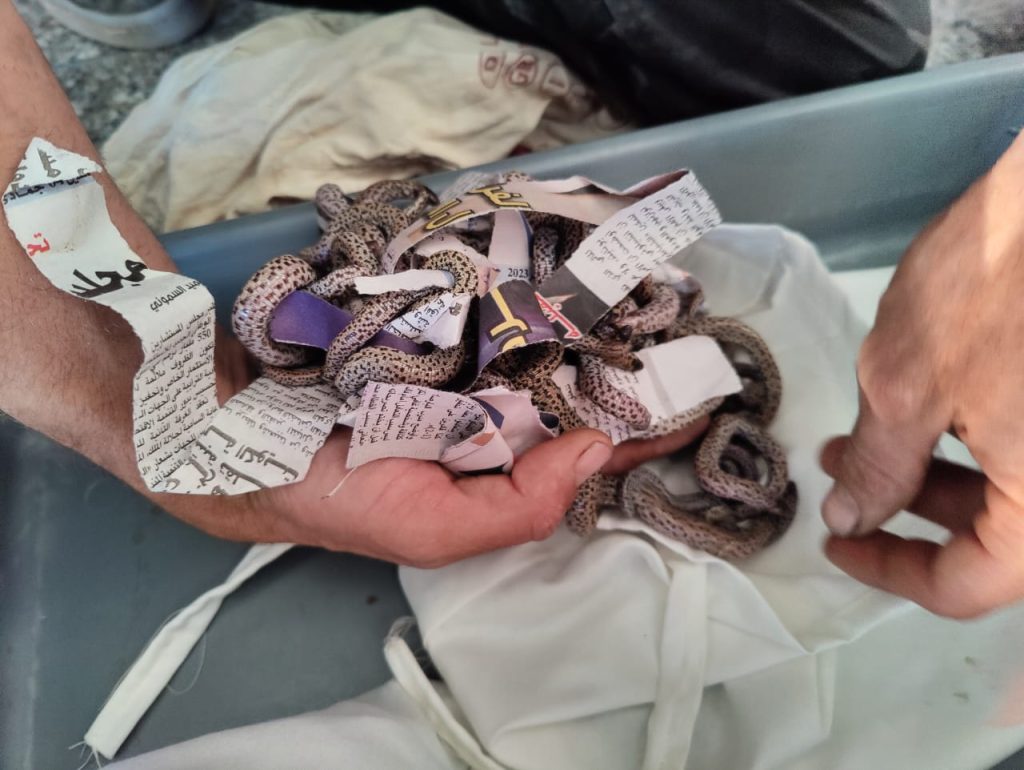 مطار مراكش .. إحباط تهريب عدد كبير من الزواحف كانت بحوزة إندونيسي