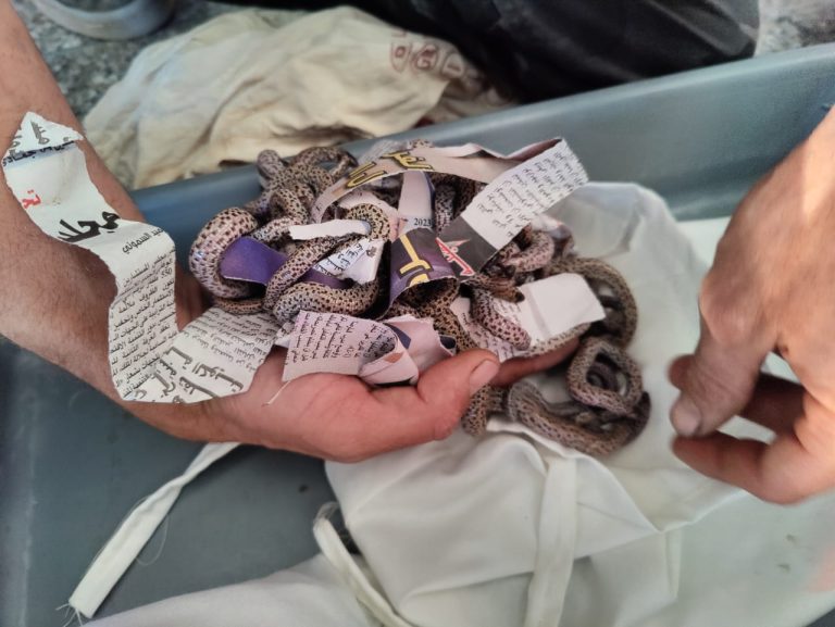 مطار مراكش .. إحباط تهريب عدد كبير من الزواحف كانت بحوزة إندونيسي