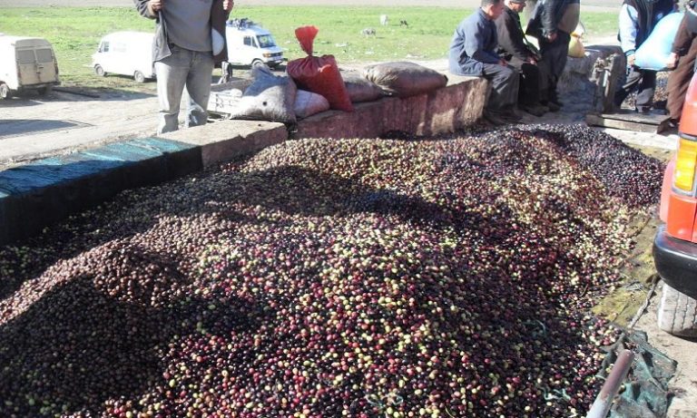 منصف الكون: 5 في المائة فقط من مطاحن الزيتون تتخلص من "المرجان" بطرق غير مضرة بالبيئة