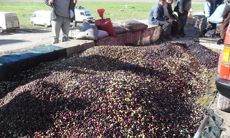 منصف الكون: 5 في المائة فقط من مطاحن الزيتون تتخلص من "المرجان" بطرق غير مضرة بالبيئة