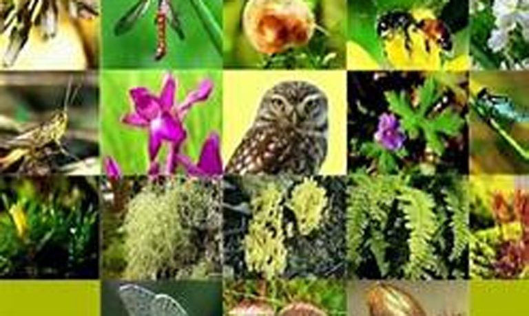 منظمة الأمم المتحدة تشدد على أهمية التنوع البيولوجي في الاحتفاء باليوم العالمي للبيئة