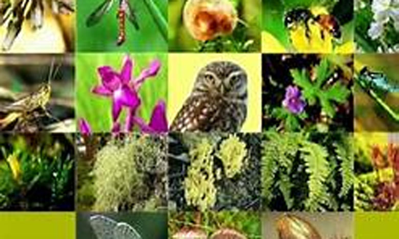 منظمة الأمم المتحدة تشدد على أهمية التنوع البيولوجي في الاحتفاء باليوم العالمي للبيئة