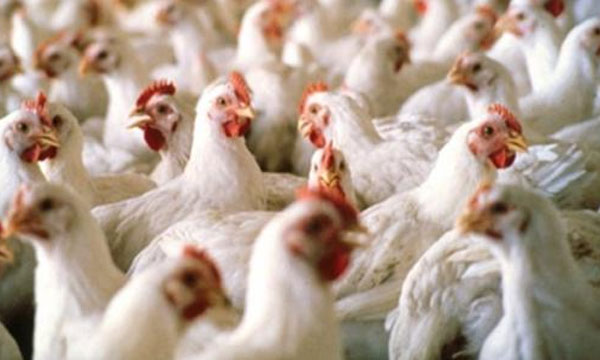 موجة الشركي تؤدي إلى ضياع 20 في المائة من الدجاج