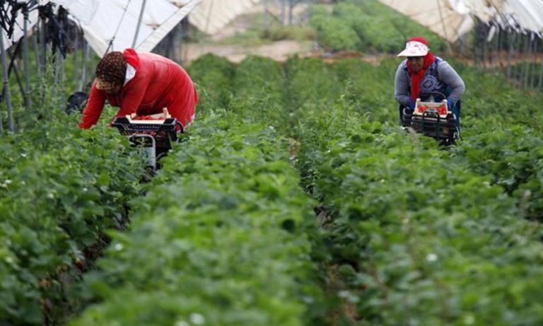 موقع إسباني يربط نقص اليد العاملة المغربية بخسائر منتجي الفواكه الحمراء في ويلبا