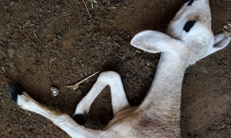 نفوق 24 شاة بشكل مفاجىء بجماعة الجبيلات في إقليم الرحامنة