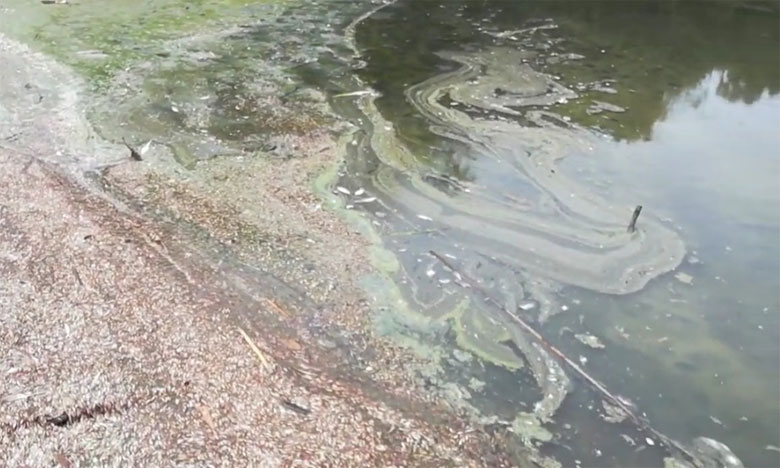 نفوق عدد كبير من أسماك محمية سيدي بوغابة بالقنيطرة