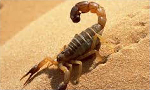 وفاة امرأة بلدغة أفعى بإقليم تاروادنت