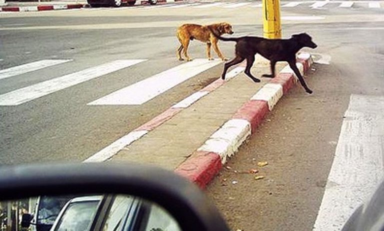 وفاة طفلة بعضة كلب مسعور بخريبكة