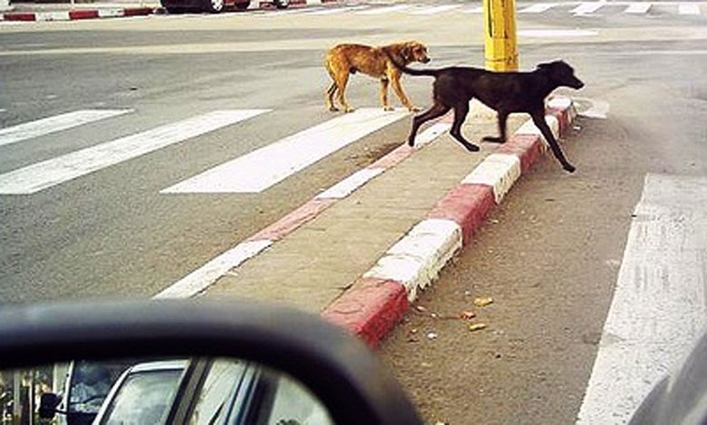 وفاة طفلة بعضة كلب مسعور بخريبكة