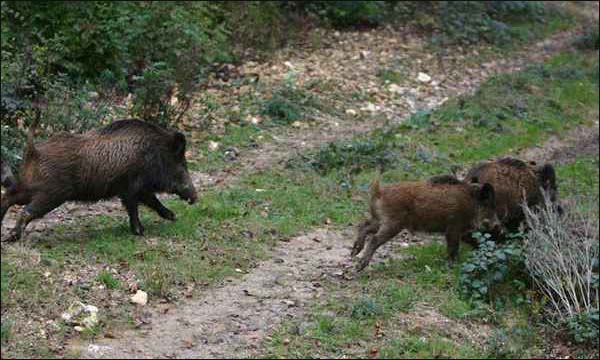 إصابة 10 أشخاص في هجوم للخنزير البري ضواحي ورزازات