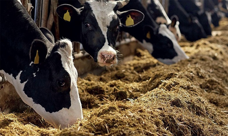 الأبقار الأليفة: وقف رسوم الاستيراد إلى غاية 31 دجنبر 2023 الأبقار الأليفة: وقف رسوم الاستيراد إلى غاية 31 دجنبر 2023