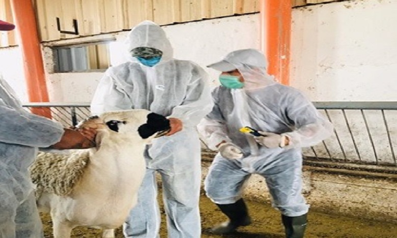 الأطباء البياطرة معبؤون لمواكبة استعدادات عيد الأضحى