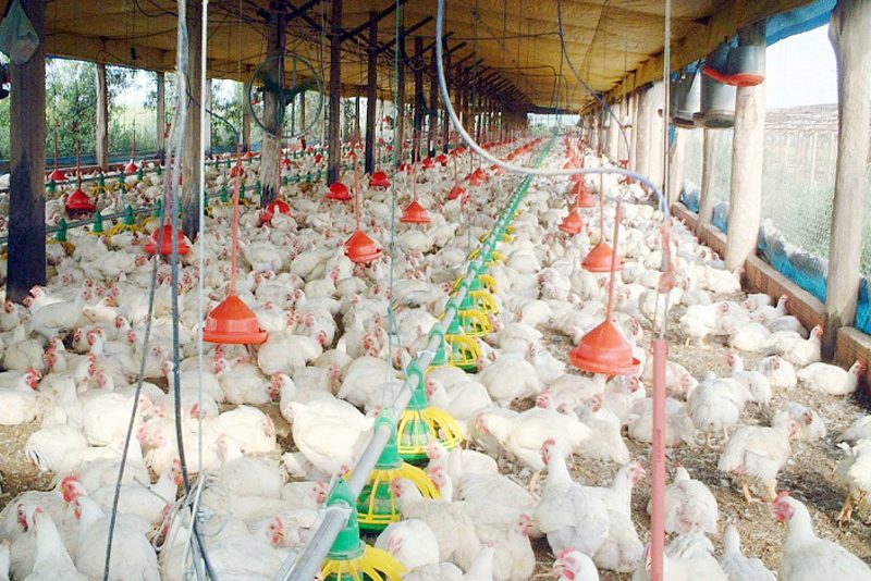 تراجع سعر الأعلاف المركبة سينعكس على سعر بيع الدواجن للعموم