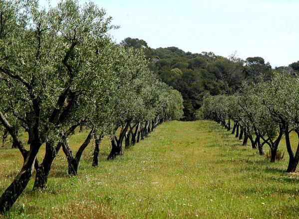 توقع تحقيق سلاسل الأشجار المثمرة الخريفية رقم معاملات بـ 21 مليار درهم