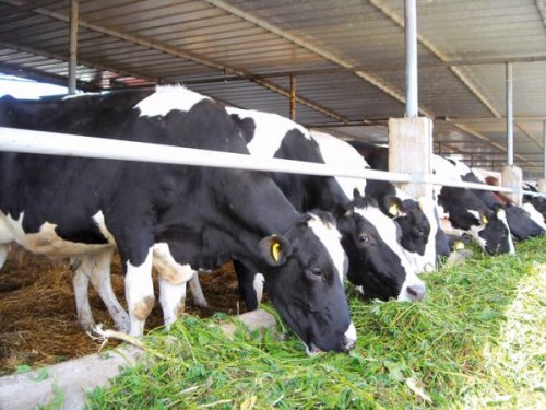 جهة الدار البيضاء- سطات: استيراد 7.048 رأسا من الماشية موجهة للذبح (مديرية) جهة الدار البيضاء- سطات: استيراد 7.048 رأسا من الماشية موجهة للذبح (مديرية)