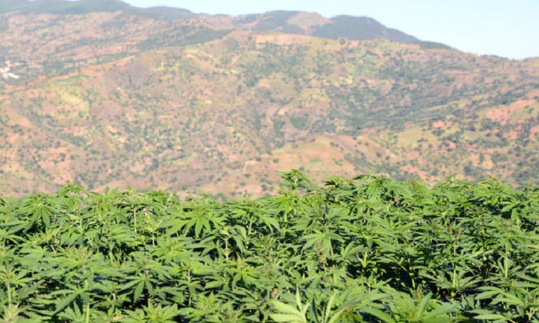 منح 10 رخص لممارسة أنشطة تحويل وتصنيع القنب الهندي منح 10 رخص لممارسة أنشطة تحويل وتصنيع القنب الهندي