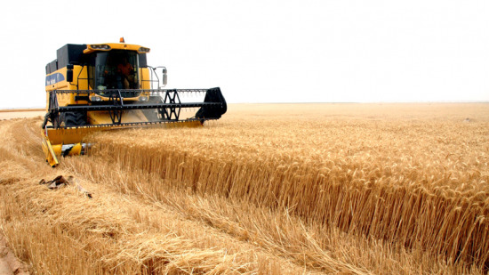 وزير الفلاحة: إنتاج 1.1 مليون قنطار من الحبوب الخريفية المعتمدة وزير الفلاحة: إنتاج 1.1 مليون قنطار من الحبوب الخريفية المعتمدة