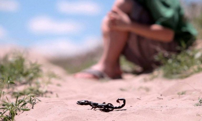 أرقام مرتفعة لحالات التسمم بلدغات الأفاعي والعقارب في الصيف ..وزارة الصحة تحذر