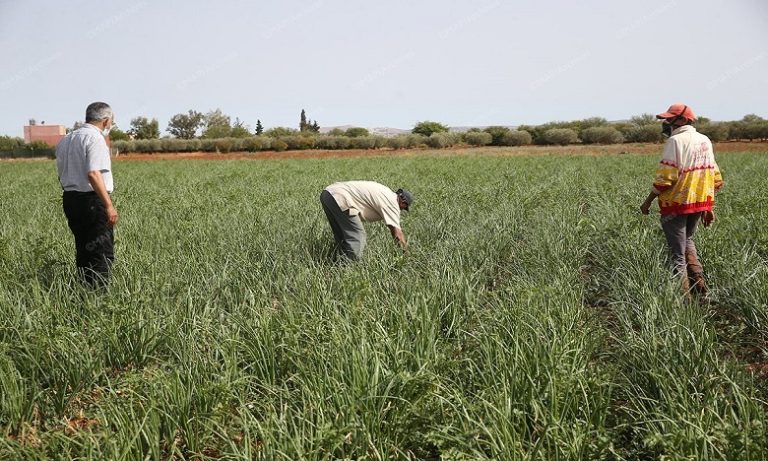 البرنامج الاستثنائي لدعم القطاع الفلاحي .. ارتياح في أوساط الفلاحين ومربي الماشية بالحوز