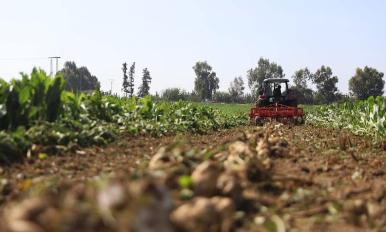 إنتاج الشمندر السكري يتحدى الجفاف التساقطات المطرية تنعش آمال منتجي الشمندر السكري في حوض اللوكوس