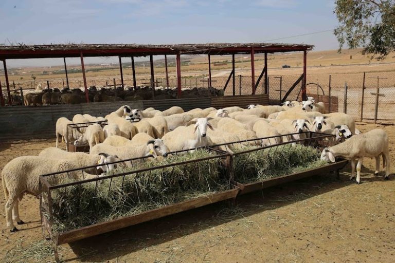 الجفاف يرفع أسعار العلف في المغرب .. ومربو المواشي يطالبون بالاستيراد