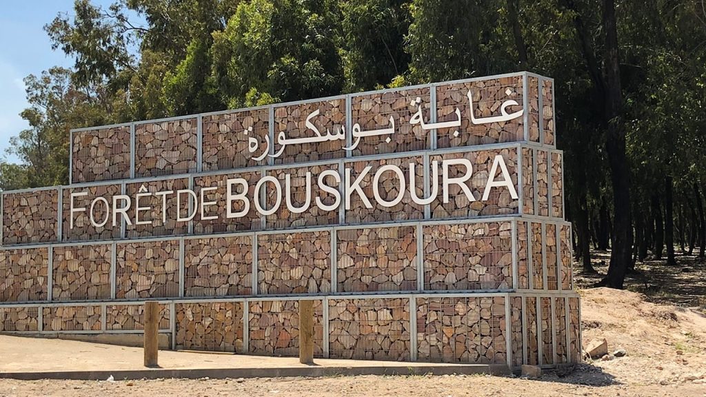 توضيحات بشأن عملية إزالة جزء من الأشجار بغابة بوسكورة
