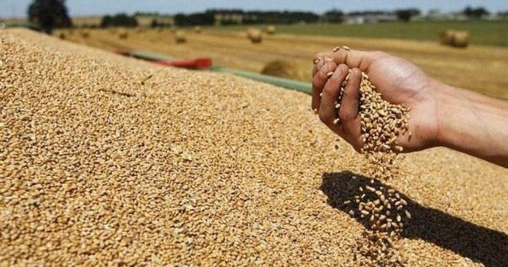 جهة الدار البيضاء-سطات .. توزيع أزيد من 494 ألف قنطار من الشعير المدعم للفلاحين