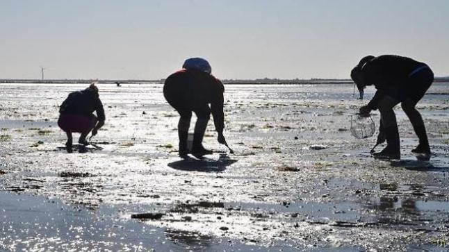 رفع الحظر عن تسويق الصدفيات بمنطقة راس كبدانة -السعيدية