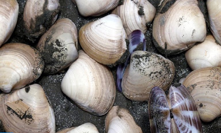 رفع الحظر عن جمع وتسويق الصدفيات بالمنطقة البحرية لأكادير