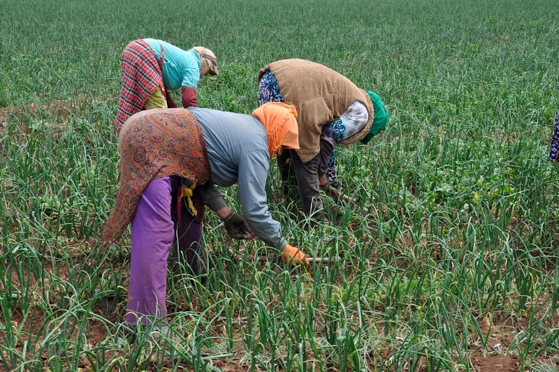 سلاليات يشتكين "التمييز" بجماعة سبت لوداية بإقليم مولاي يعقوب