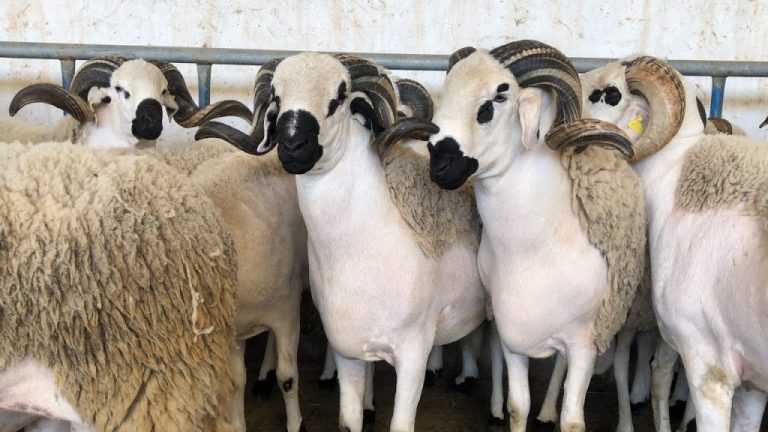 عيد الأضحى .. المغرب يستعد لاستيراد مليون رأس من الأغنام من إسبانيا