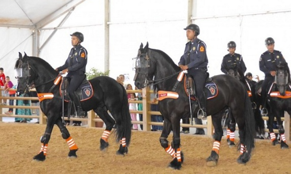 معرض الفرس بالجديدة .. ابراز دور شرطة الخيالة في الارتقاء بالسياحة