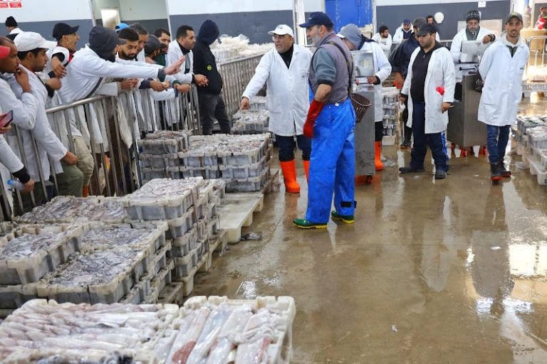 مهنيو قطاع الصيد يحذرون من السماح للأجانب بالعمل في الموانئ المغربية