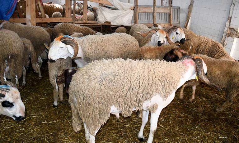 نصائح الدكتور نبيل قليعي الباحث في الجودة والصحة الغذائية للمستهلك خلال عيد الأضحى