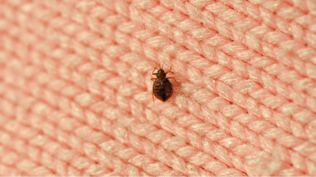 وزارة الصحة .. "لم يتم تسجيل أي انتشار استثنائي لحشرة بق الفراش"