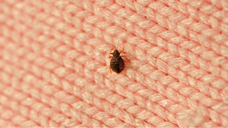 وزارة الصحة .. "لم يتم تسجيل أي انتشار استثنائي لحشرة بق الفراش"