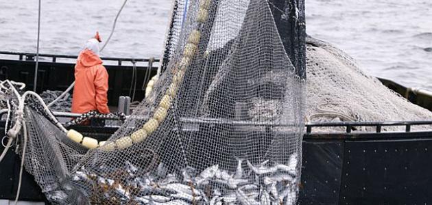 وزارة الفلاحة تمنع مؤقتا صيد 5 أصناف من الأسماك بينها السردين والأنشوفة والشرن