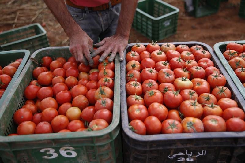 أسعار الطماطم ترتفع في أسواق الجملة قبل أيام من حلول شهر رمضان
