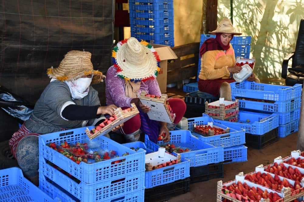 ثامــــن مـــــارس.. احتفــــاء نســـــائي بطعــــم الفراولــة تصوير سرادني