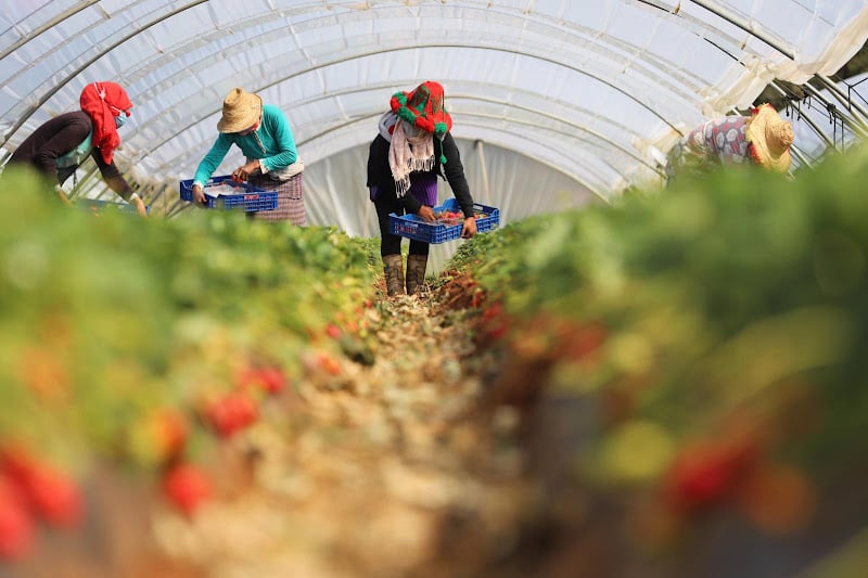 وزارة الفلاحة: حملة تشويه تطال الفراولة وزارة الفلاحة: حملة تشويه تطال الفراولة