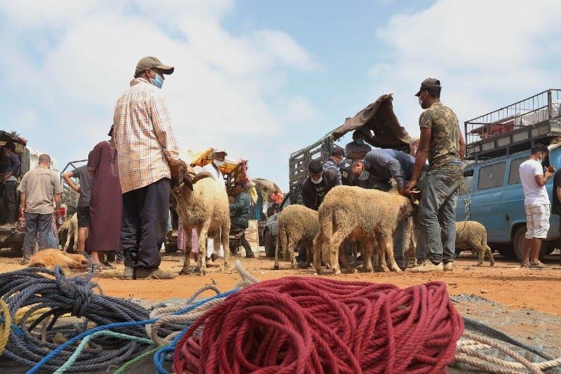 تحضيرات "الكسابة" لعيد الأضحى تلهب أسعار الماشية في أسواق المغرب تحضيرات