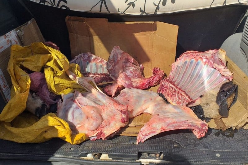 مهنيو اللحوم الحمراء ينادون بالتصدي لمنتوج "الذبيحة السرية" في رمضان مهنيو اللحوم الحمراء ينادون بالتصدي لمنتوج