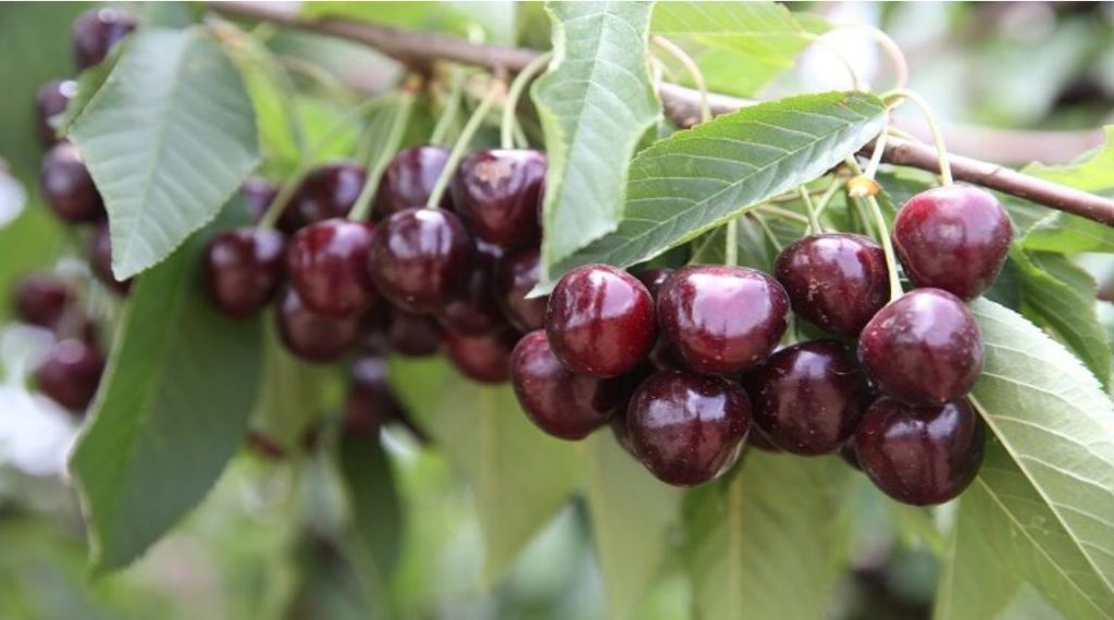 الاحتفالات بمئوية مهرجان حب الملوك بصفرو تنطلق بغرس 100 شجرة كرز الاحتفالات بمئوية مهرجان حب الملوك بصفرو تنطلق بغرس 100 شجرة كرز