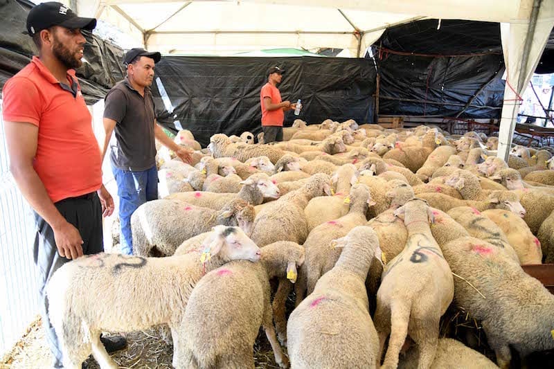 المغرب يستورد 15 ألف رأس من الأغنام الرومانية للرفع من العرض الوطني