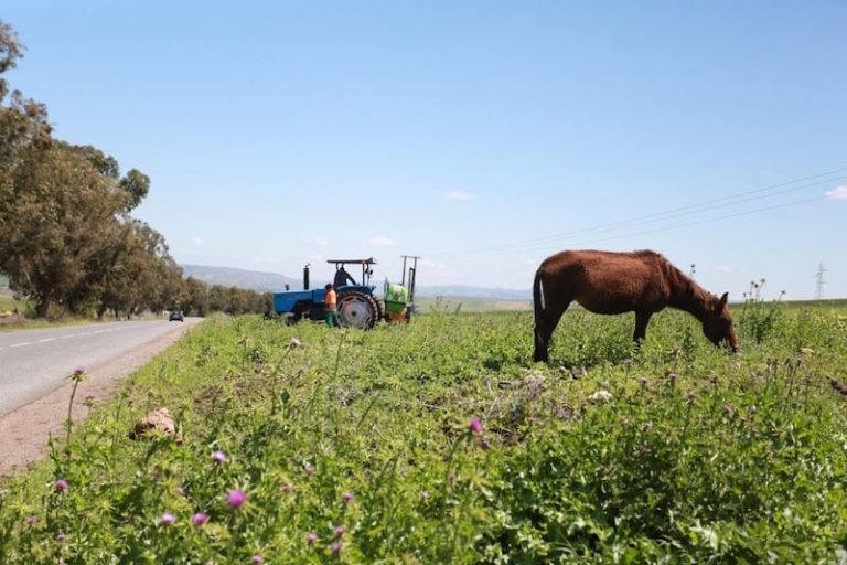 تراجع المساحات المزروعة بالمغرب يعيد النظر في فرضيات قانون المالية