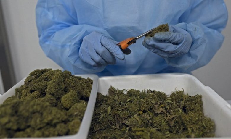 طفرة تقنين القنب الهندي في المغرب .. منتجات طبية متنوعة وتحديات قائمة تسويق منتجات القنب الهندي لأول مرة بالمغرب .. مواد للتجميل ومكملات غذائية