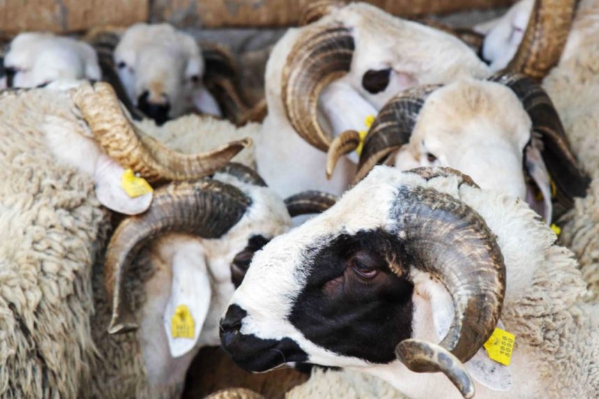 صديقي: ترقيم مليوني رأس من الأغنام استعدادا لعيد الأضحى