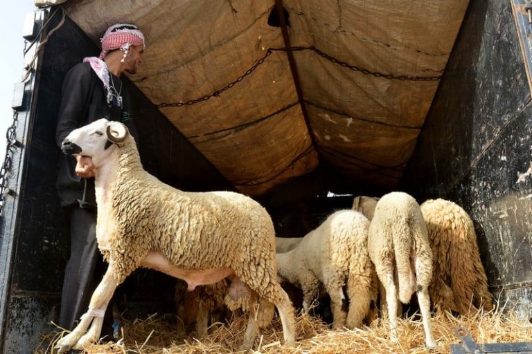مربو الأغنام يطمئنون المغاربة: القطيع يقارب 7 ملايين قبل عيد الأضحى