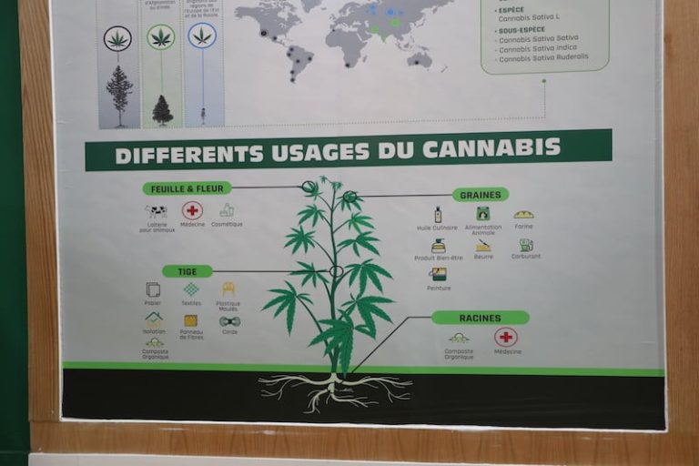 وكالة القنب الهندي تصدر 2905 تراخيص