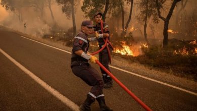 الحرائق الغابوية..انخفاض المساحات المتضررة بنسبة 70 في المائة سنة 2023